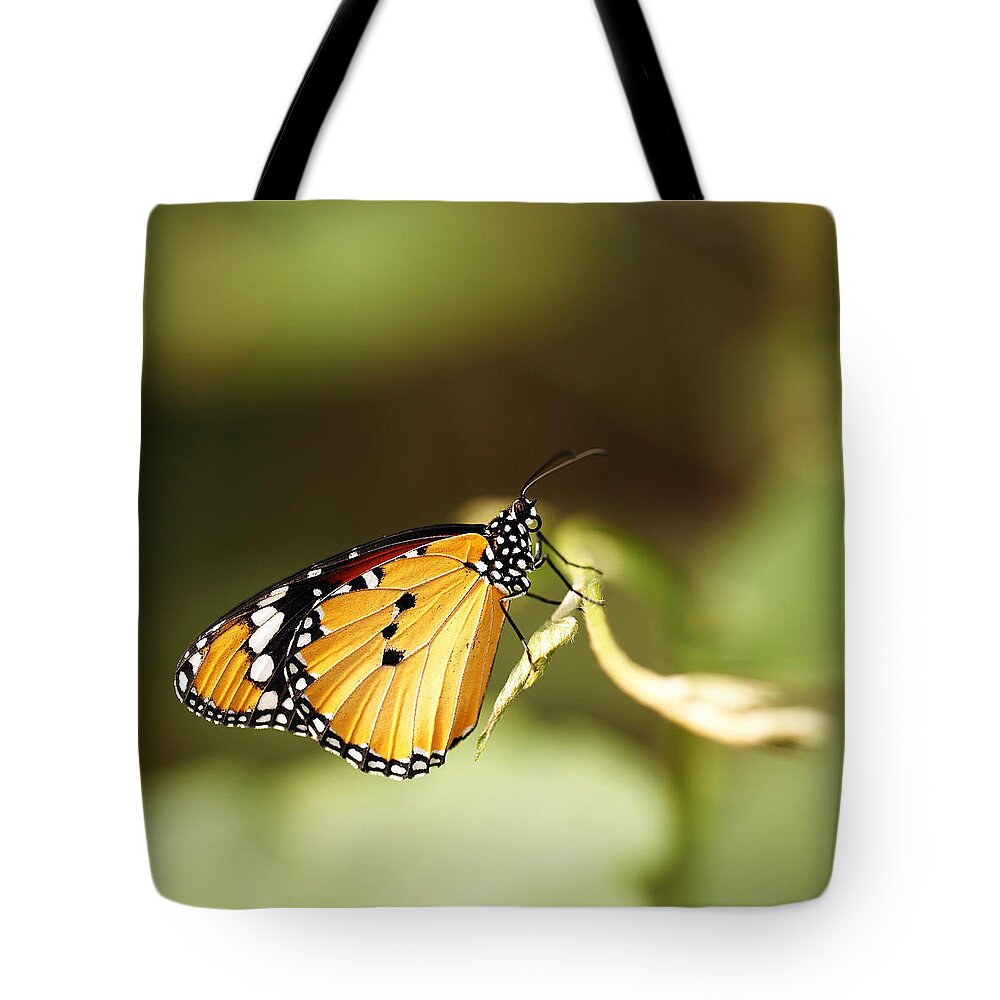 Plain Tiger Tote Bag featuring the photograph Afrikan monarch by Grant Glendinning