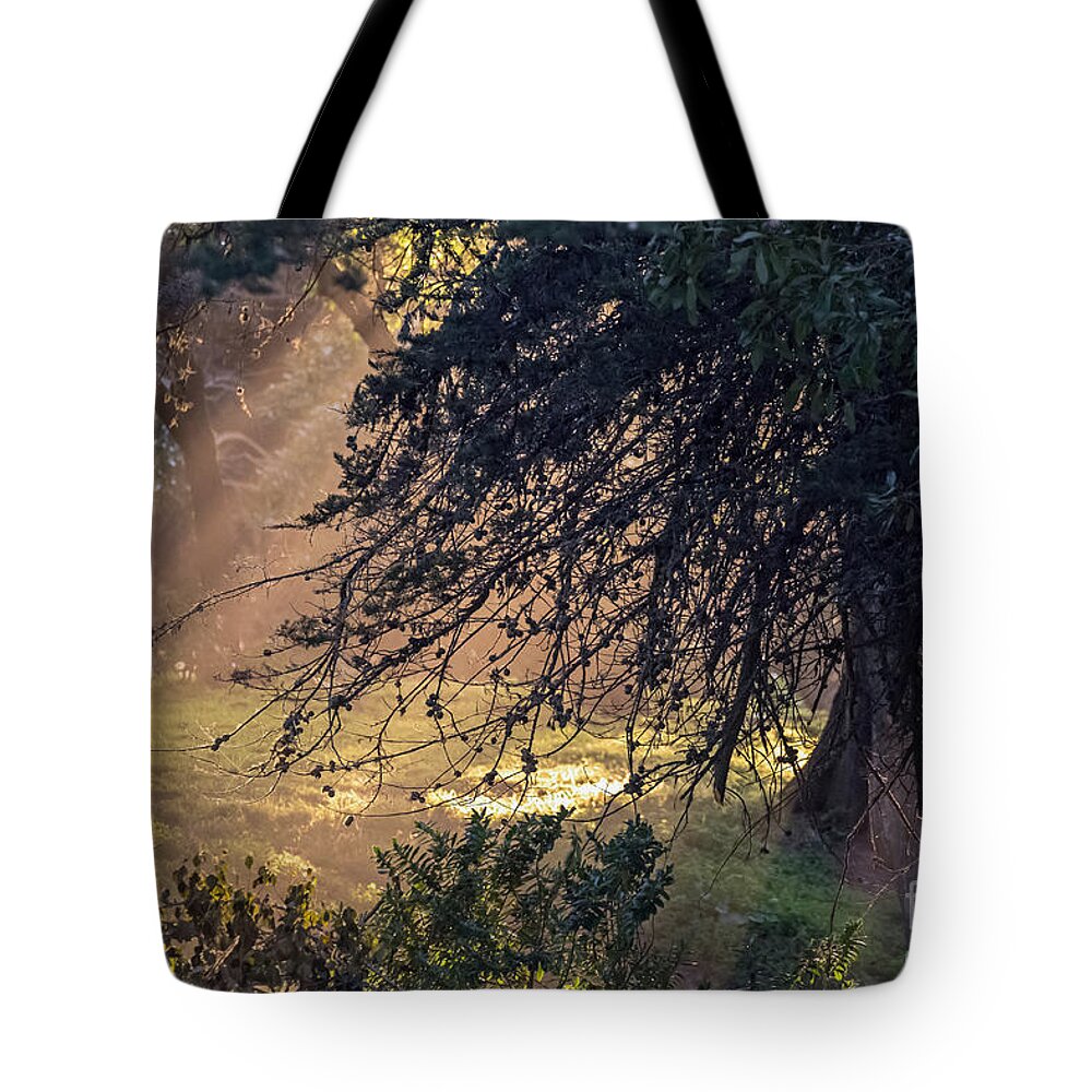 Brown Tote Bag featuring the photograph Afternoon Sunrays by Kate Brown