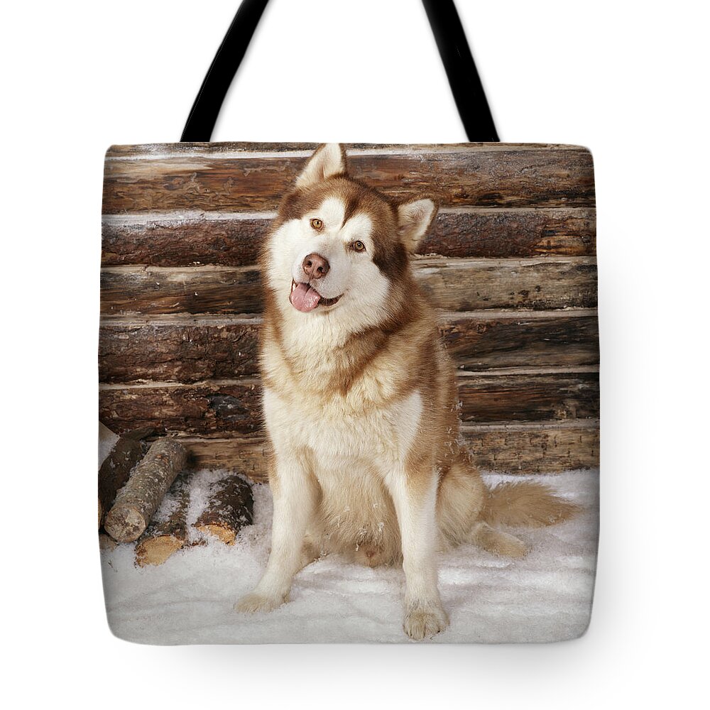 Alaskan Malamute Tote Bag featuring the photograph Alaskan Malamute Dog by John Daniels