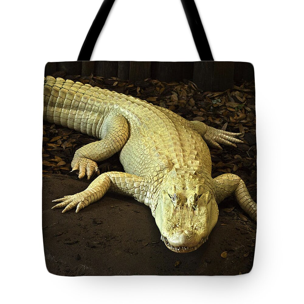  Tote Bag featuring the photograph Albino Alligator by Bill Barber