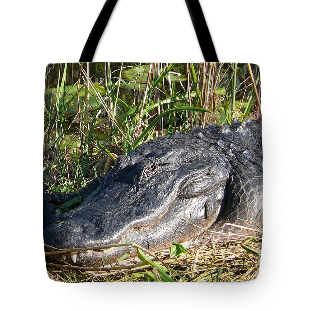 Alligator Tote Bag featuring the photograph Alligator by Amanda Mohler