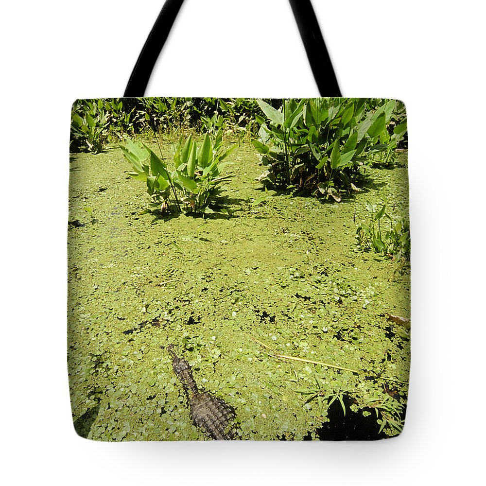 Alligator Tote Bag featuring the photograph Alligator In Corkscrew Swamp, Florida by Gregory G. Dimijian