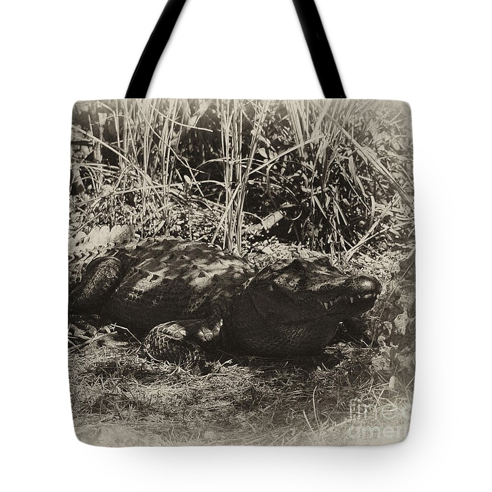 Alligator Tote Bag featuring the photograph Alligator Looking at lunch by Wilma Birdwell