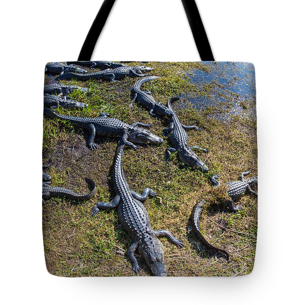 Photography Tote Bag featuring the photograph Alligators Along The Anhinga Trail by Panoramic Images