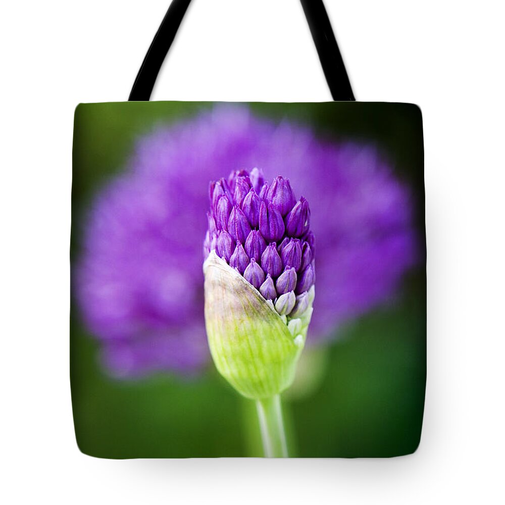 Allium Hollandicum Tote Bag featuring the photograph Allium hollandicum Purple Sensation by Tim Gainey