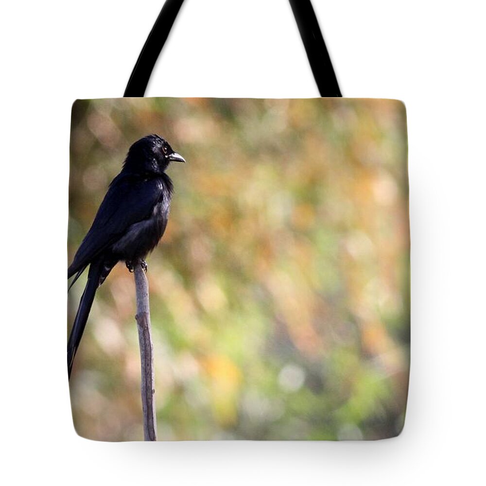 Black Drongo Tote Bag featuring the photograph Alone - Black Drongo by Ramabhadran Thirupattur