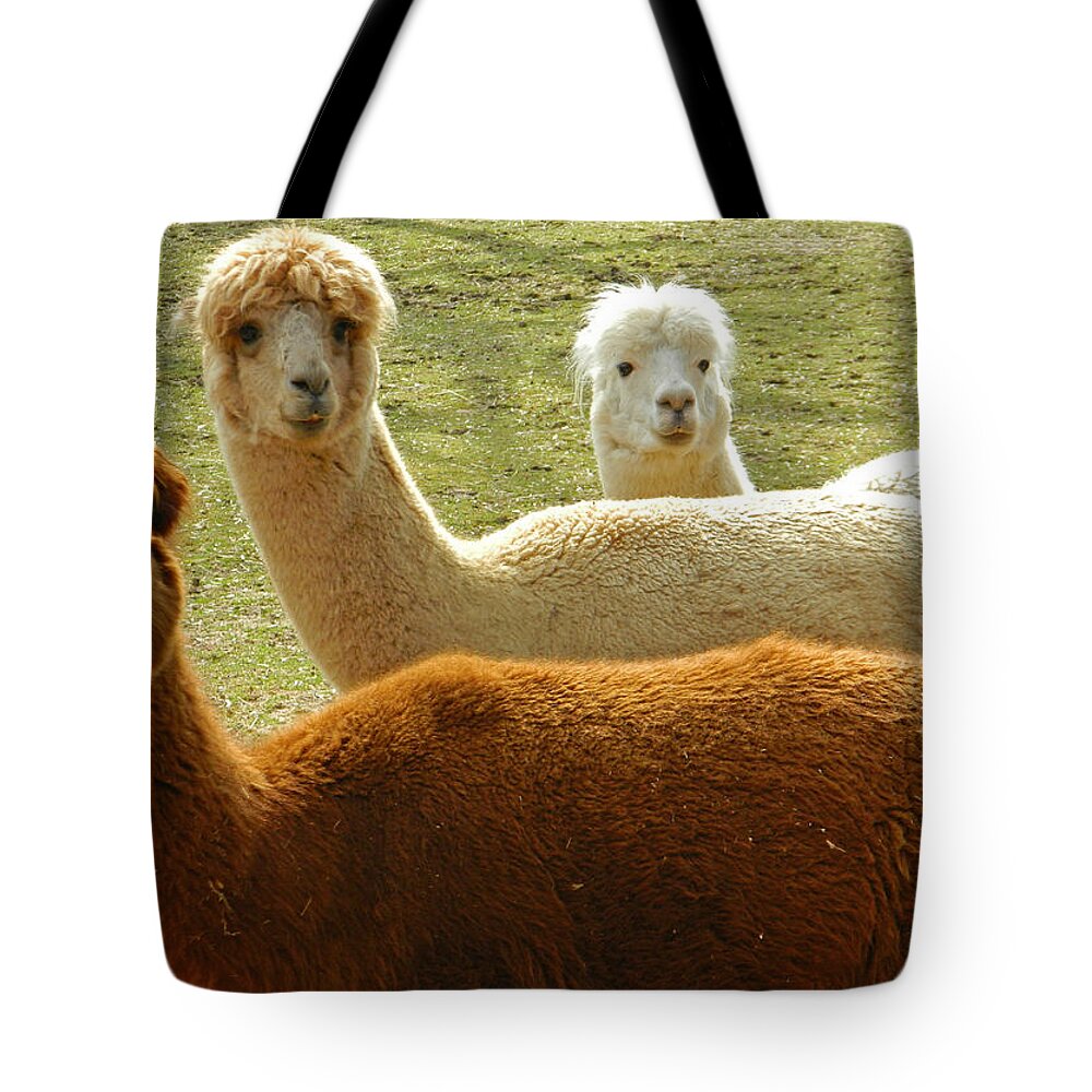 Alpacas Photographs Tote Bag featuring the photograph Alpaca Trio by Emmy Vickers