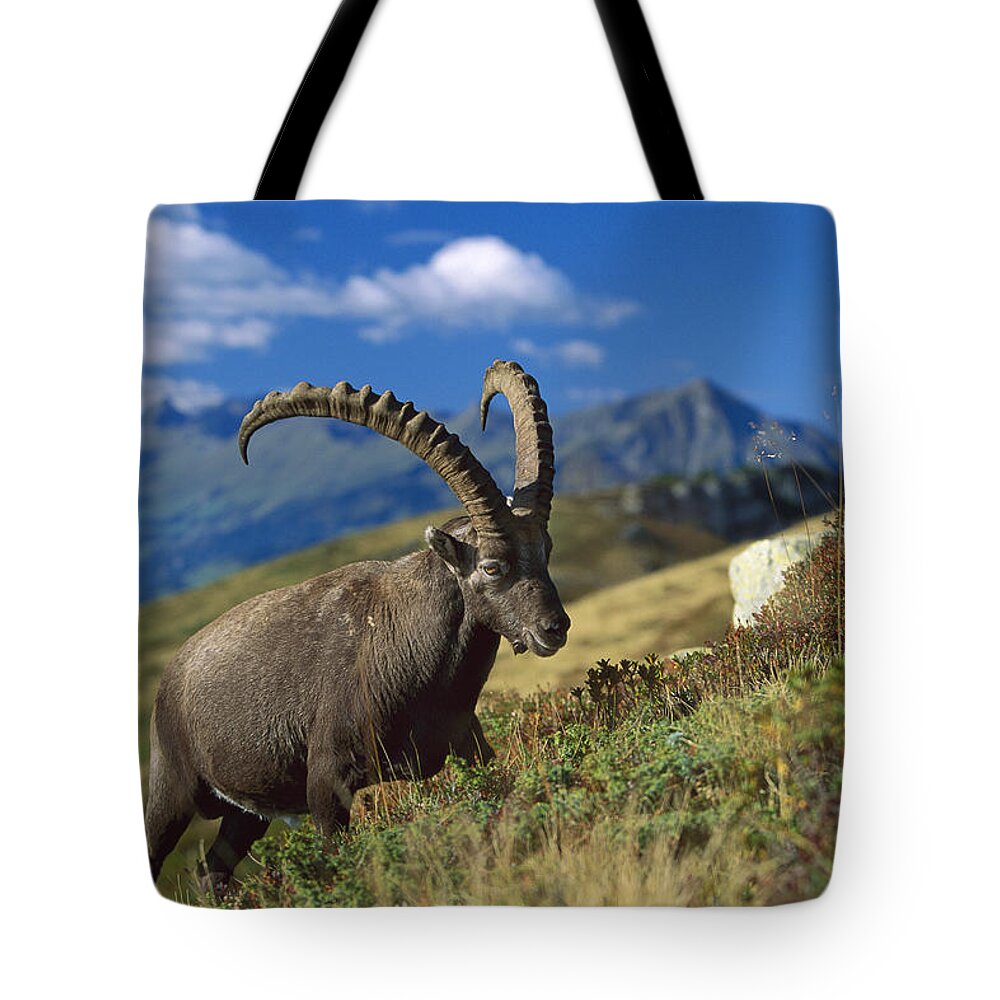 00198365 Tote Bag featuring the photograph Alpine Ibex Capra Ibex Male With Swiss by Konrad Wothe