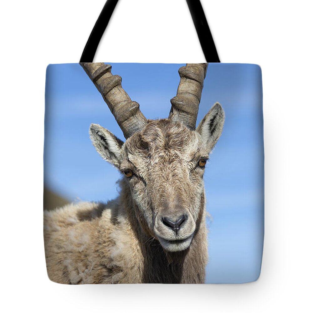 Flpa Tote Bag featuring the photograph Alpine Ibex In The Swiss Alps by Bernd Rohrschneider