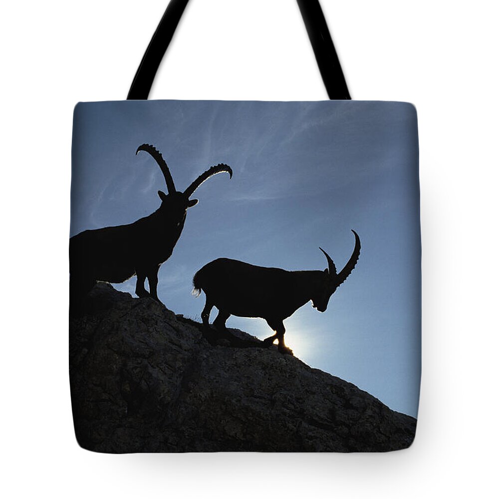 Feb0514 Tote Bag featuring the photograph Alpine Ibex Pair On Cliff Aosta Valley by Konrad Wothe