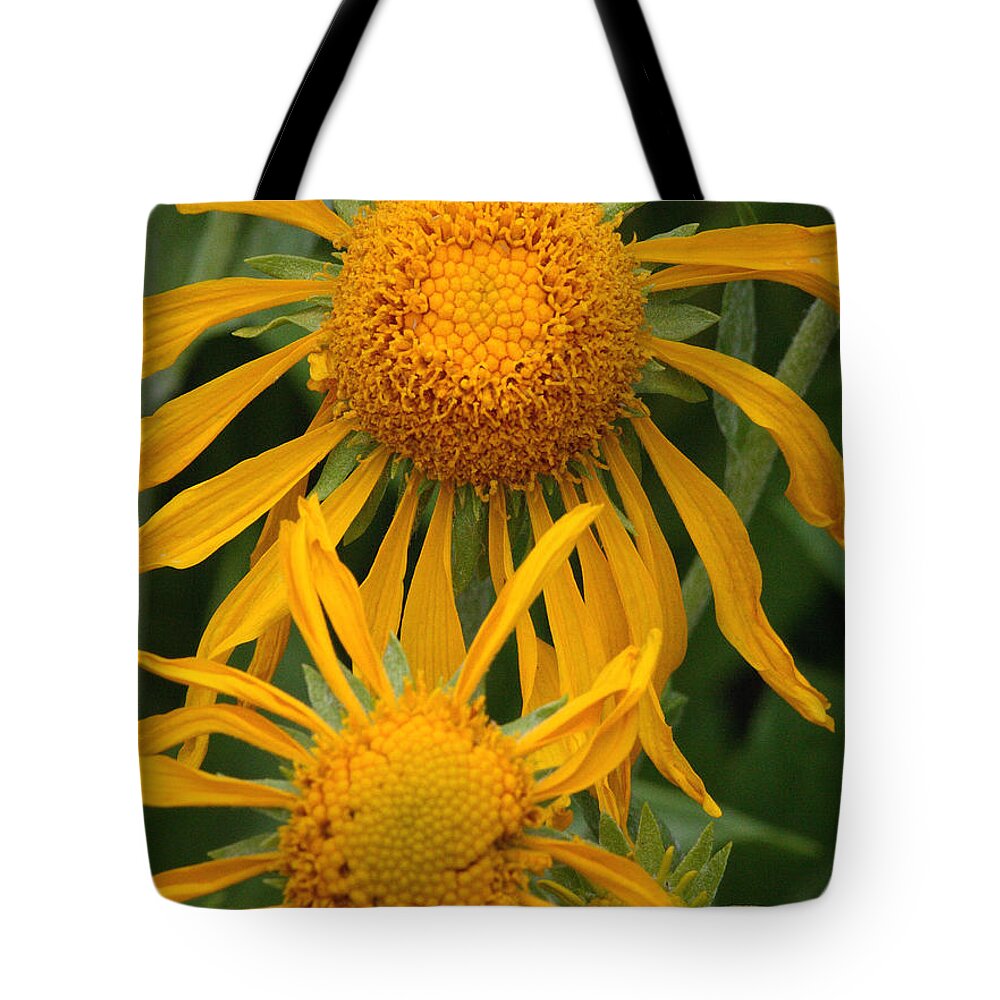 Sunflower Tote Bag featuring the photograph Alpine Sunflower by Stephanie Salter