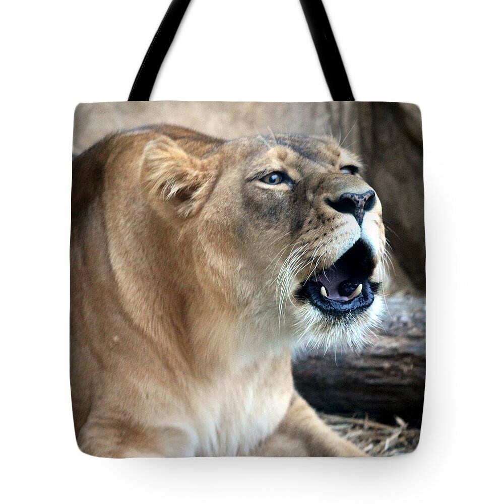 Lioness Roaring Tote Bag featuring the photograph Am I Loud And Clear... by Ramabhadran Thirupattur