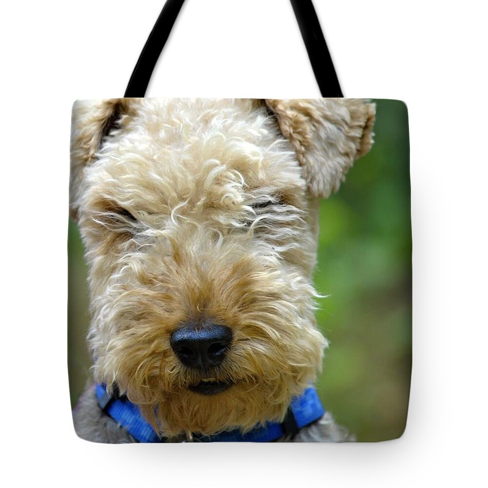 Terrier Tote Bag featuring the photograph Cute Terrier photo by Marysue Ryan