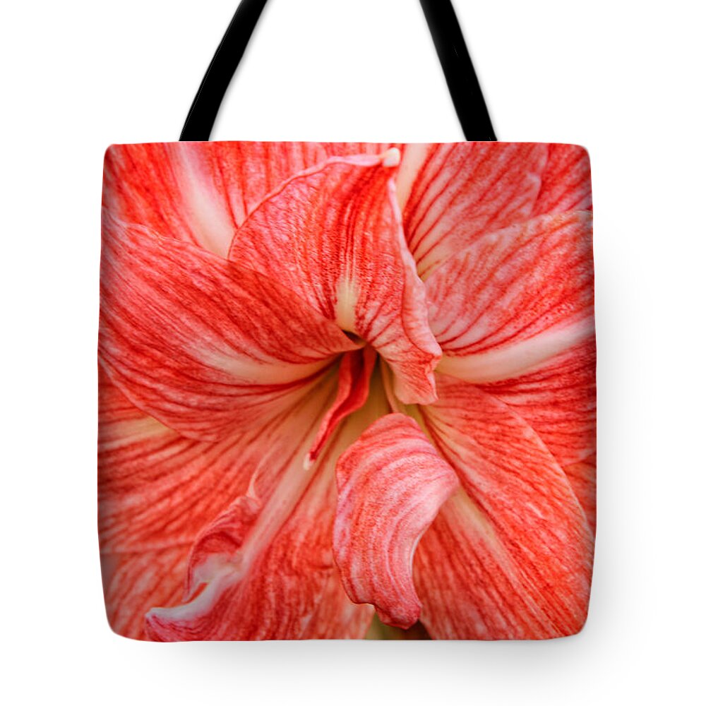 Amaryllis Undefined Tote Bag featuring the photograph Amaryllis Undefined by Rachel Cohen