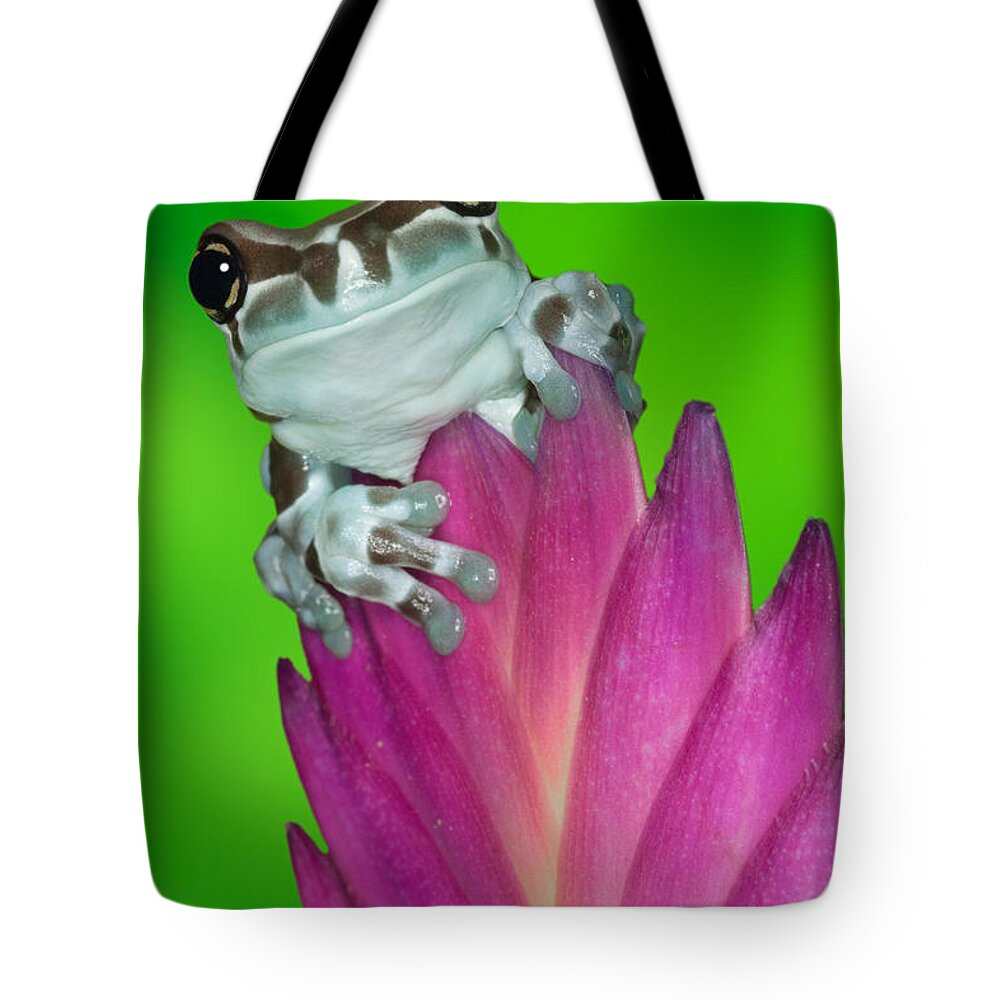 Animal Tote Bag featuring the photograph Amazon Milk Frog Trachycephalus by Dennis Flaherty