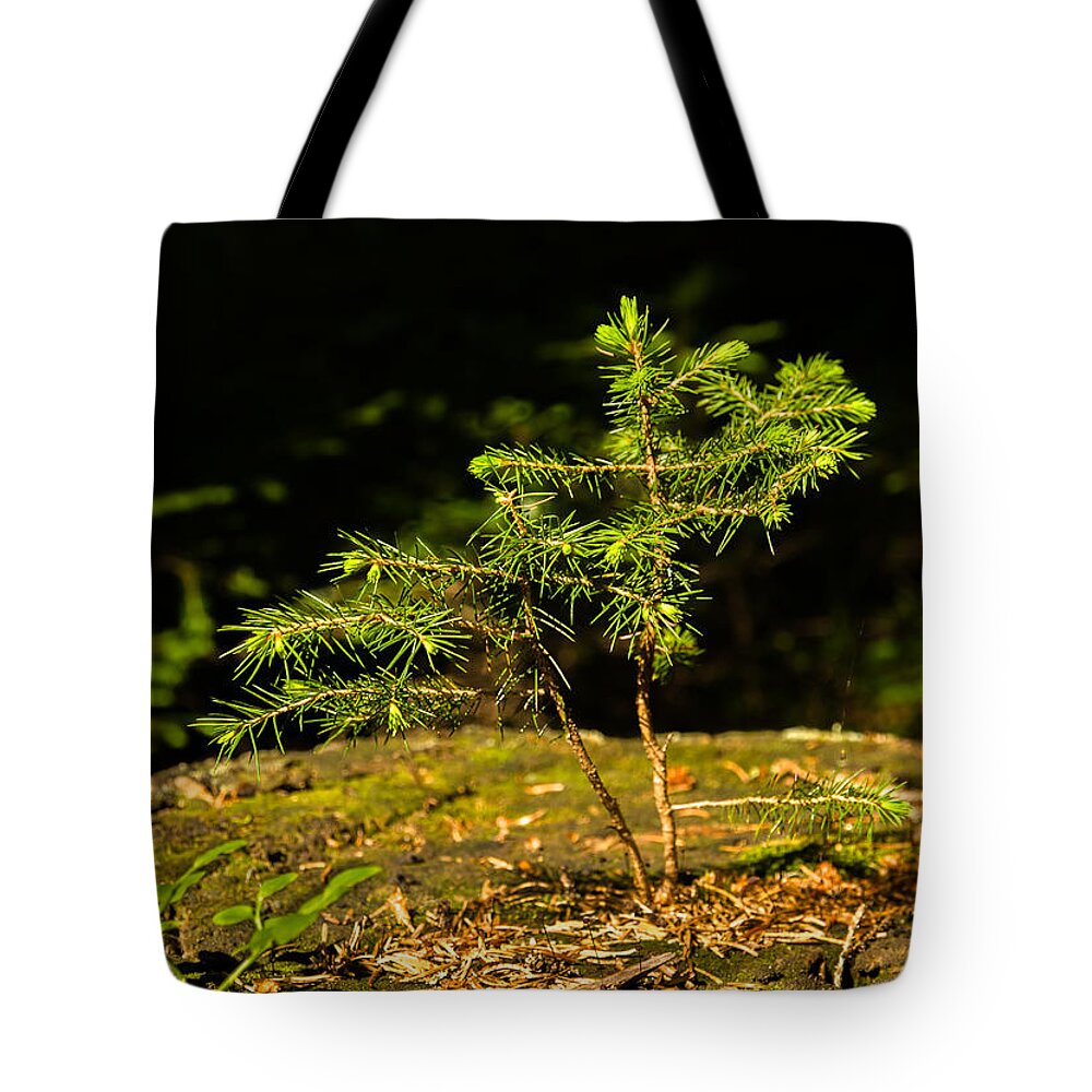 Tree Tote Bag featuring the photograph Ambitious Spruce by Andreas Berthold
