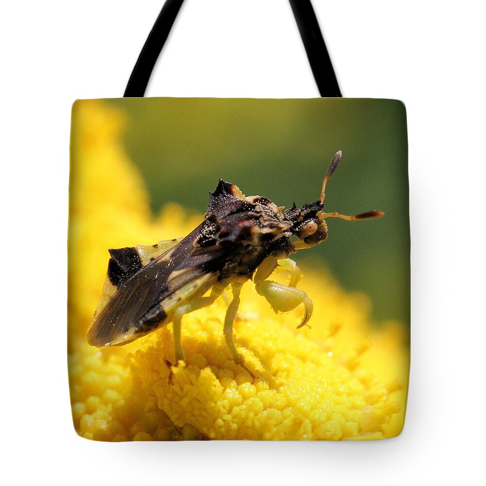 Ambush Bug Tote Bag featuring the photograph Ambush Bug about to lift off by Doris Potter