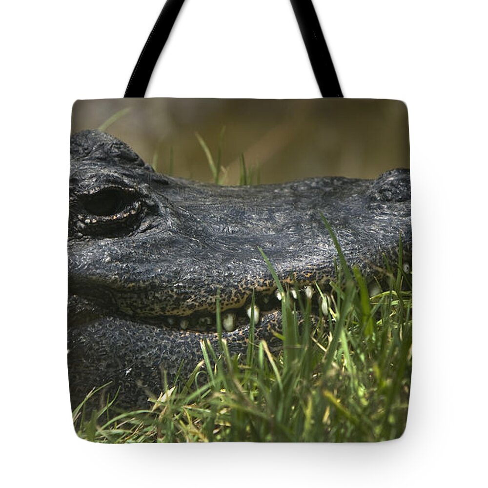  American Alligator Tote Bag featuring the photograph American Alligator Closeup by David Millenheft