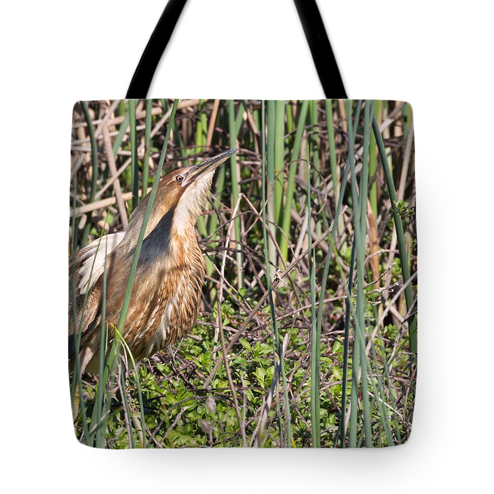American Tote Bag featuring the photograph American Bittern Drumming for a Mate by Kathleen Bishop