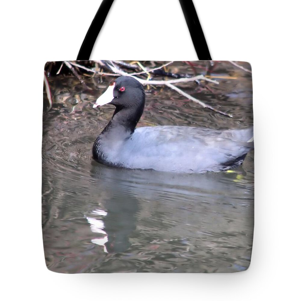 Coot Tote Bag featuring the photograph American Coot by Bonfire Photography