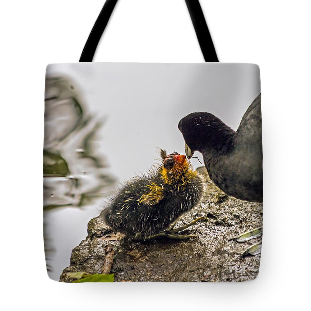 American Coot Tote Bag featuring the photograph American Coot feeding chick by Kate Brown