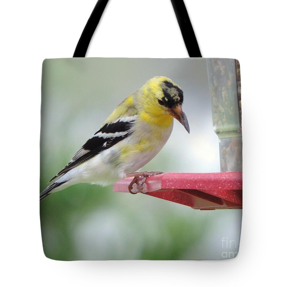 American Goldfinch Birds Tote Bag featuring the photograph American Goldfinch at the Feeder 03 by Robert ONeil