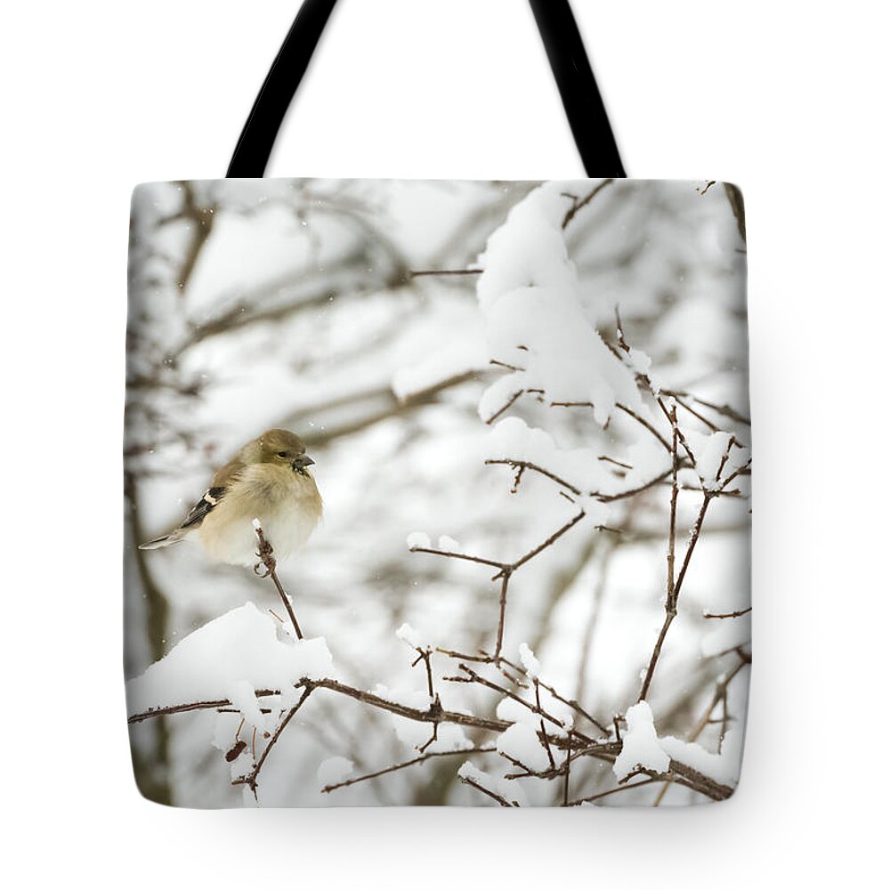Jan Holden Tote Bag featuring the photograph American Goldfinch by Holden The Moment