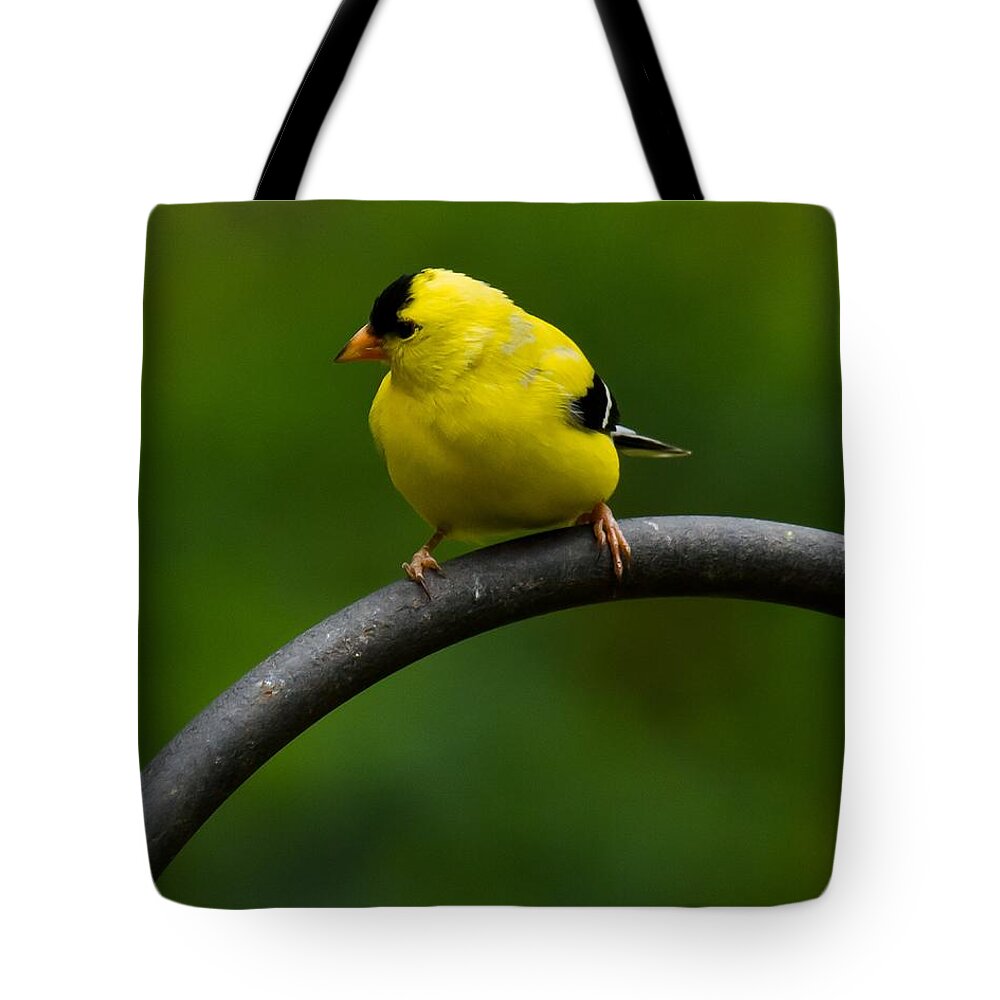 Goldfinch Tote Bag featuring the photograph American Goldfinch by Robert L Jackson
