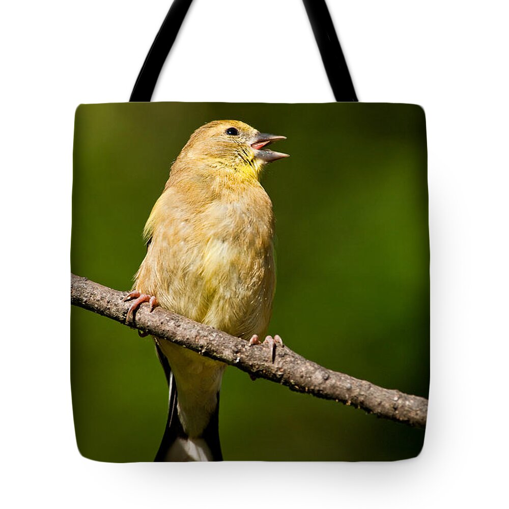 American Goldfinch Tote Bag featuring the photograph American Goldfinch Singing by Jeff Goulden