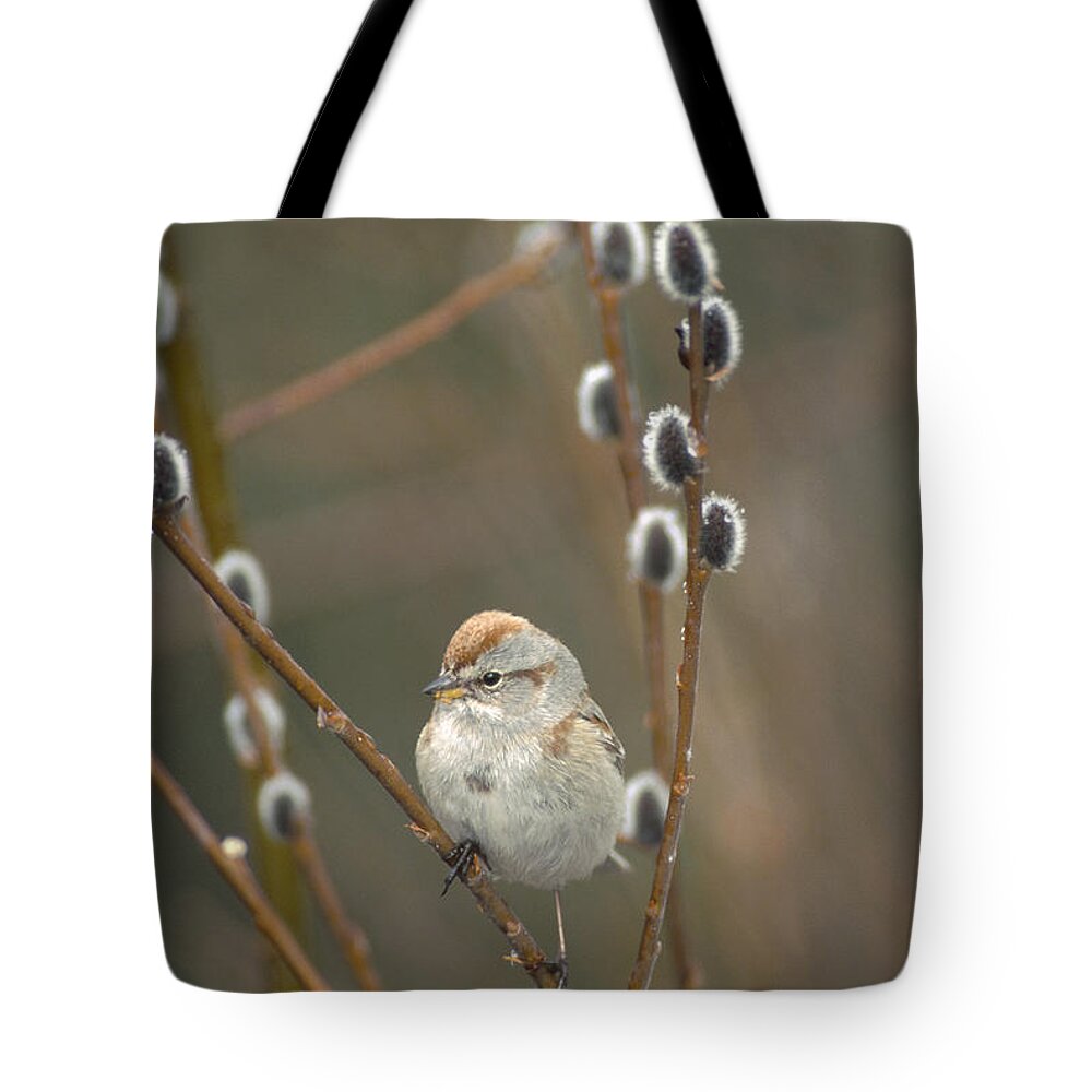 Feb0514 Tote Bag featuring the photograph American Tree Sparrow In Pussy Willow by Michael Quinton