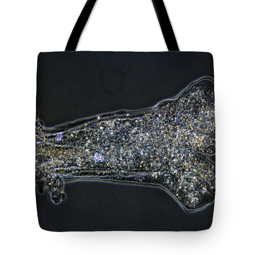 Horizontal Tote Bag featuring the photograph Amoeba Proteus by De Agostini Picture Library