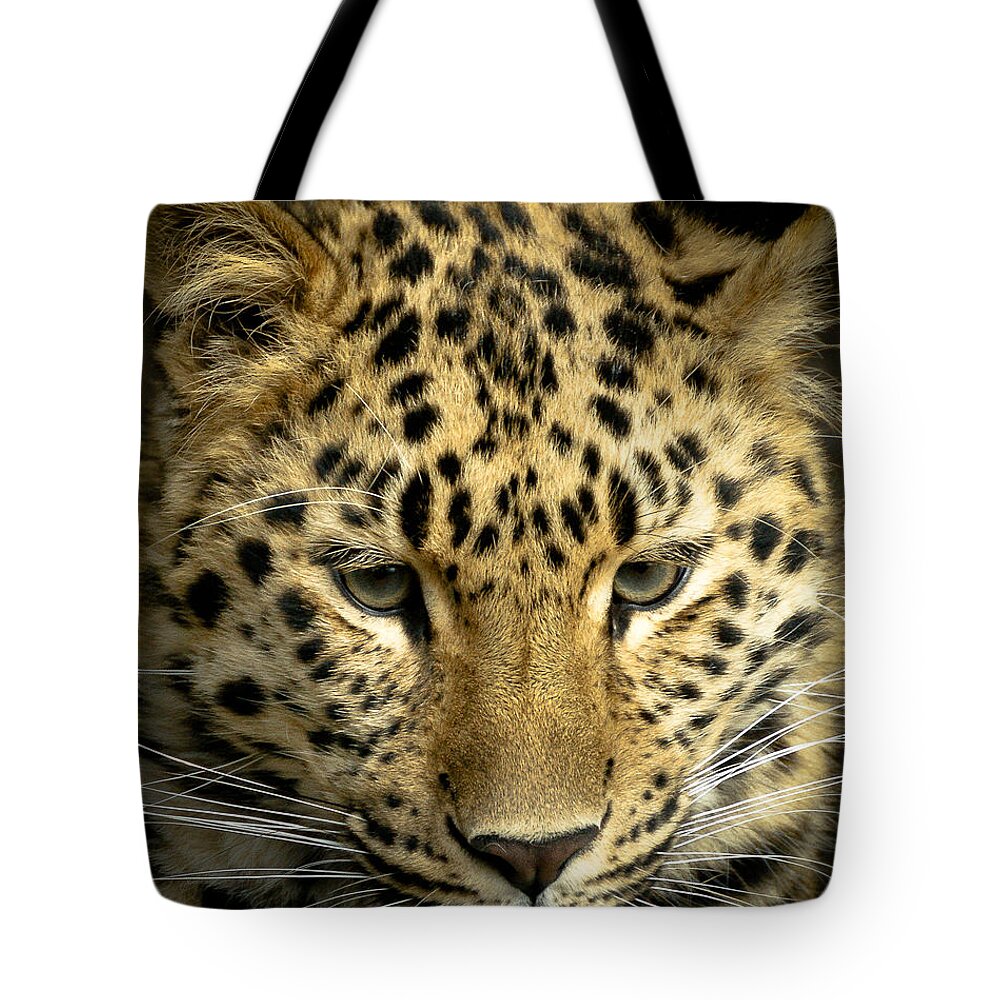 Animal Tote Bag featuring the photograph Amur Leopard by Chris Boulton