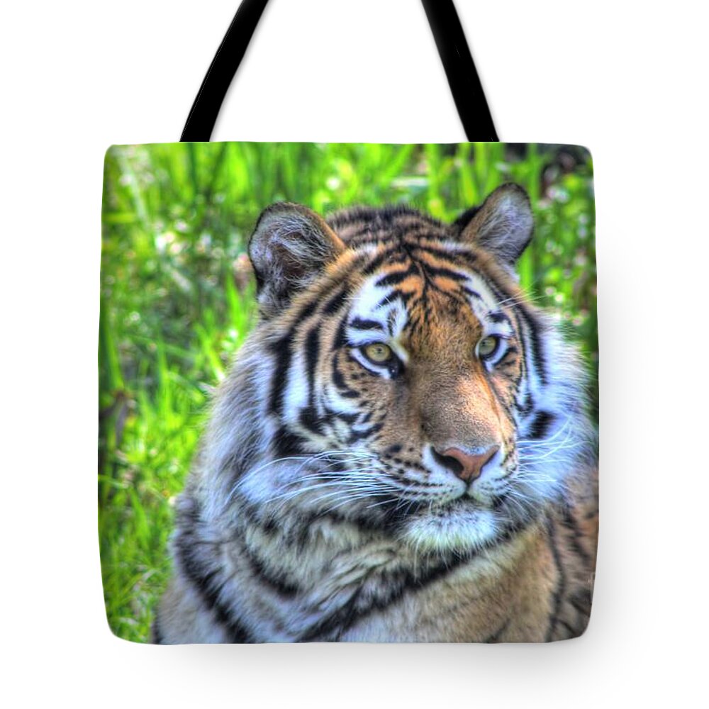 Amur Tiger Tote Bag featuring the photograph Amur Tiger 6 by Jimmy Ostgard