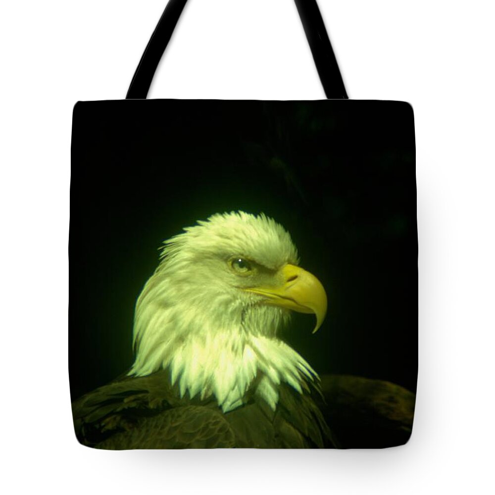 Eagles Tote Bag featuring the photograph An Eagle Portrait by Jeff Swan