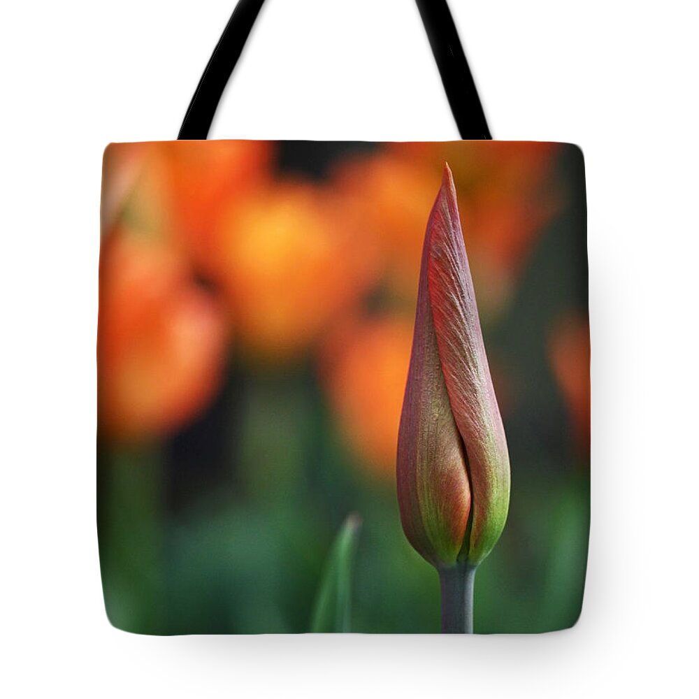 Tulip Tote Bag featuring the photograph An Elegant Beginning by Rona Black