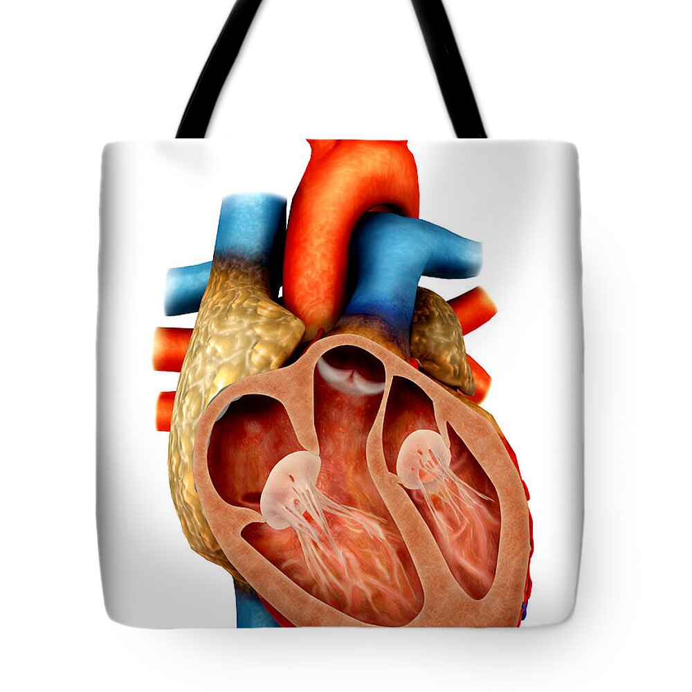 Vertical Tote Bag featuring the digital art Anatomy Of Human Heart, Cross Section by Stocktrek Images