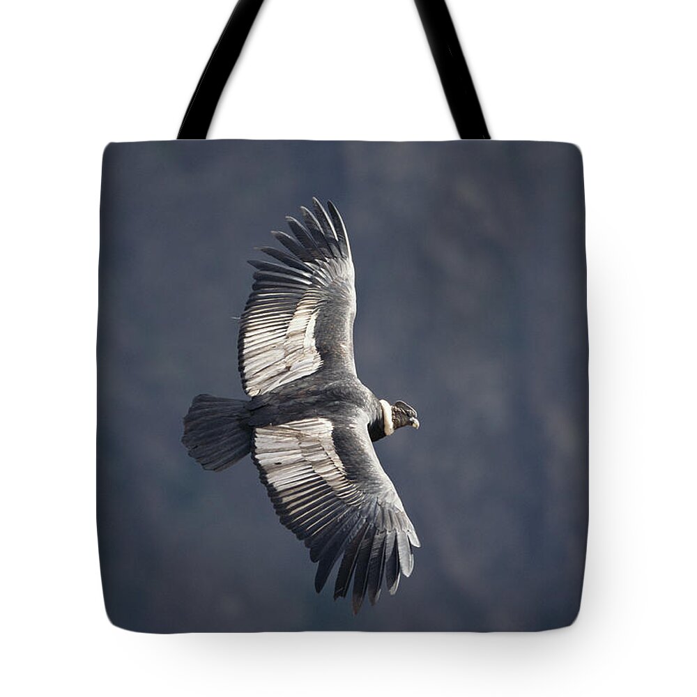 Feb0514 Tote Bag featuring the photograph Andean Condor Riding Thermal Updraft by Tui De Roy