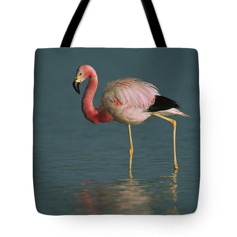 Feb0514 Tote Bag featuring the photograph Andean Flamingo Wading Laguna Blanca by Pete Oxford