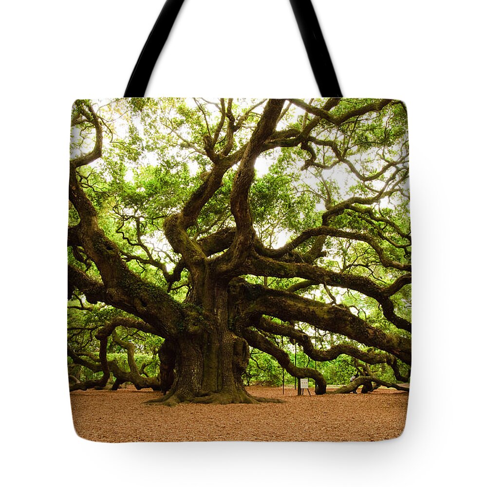 Tree Tote Bag featuring the photograph Angel Oak Tree 2009 by Louis Dallara