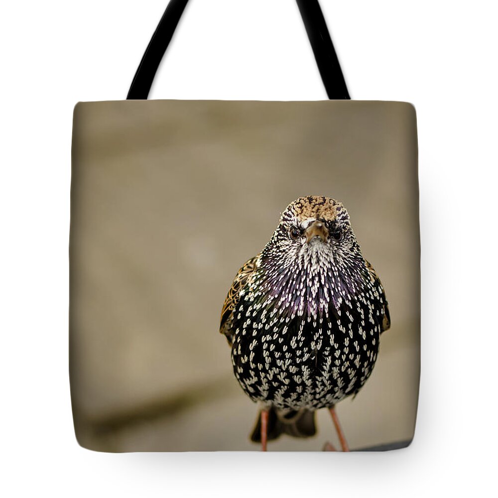 Starling Tote Bag featuring the photograph Angry Bird by Heather Applegate