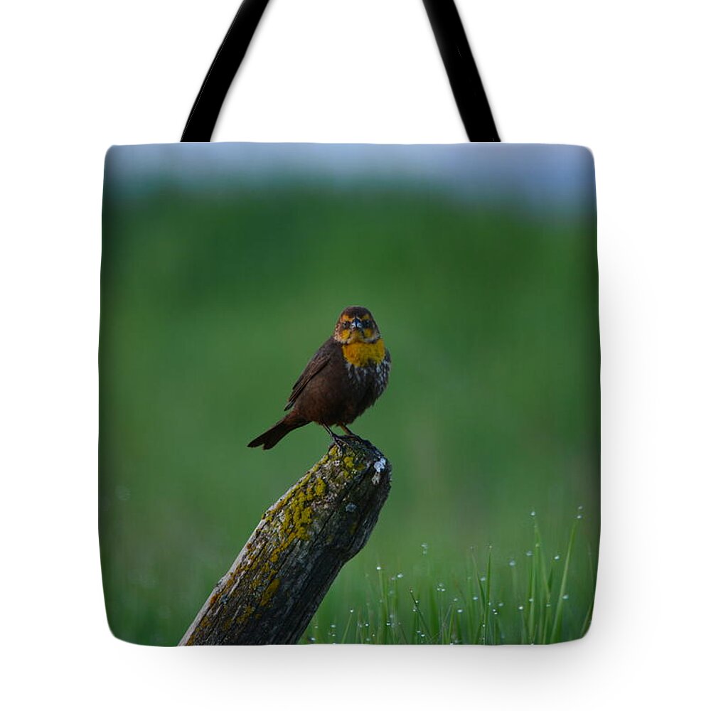 Yellowheaded Blackbird Tote Bag featuring the photograph Angry Bird by Whispering Peaks Photography