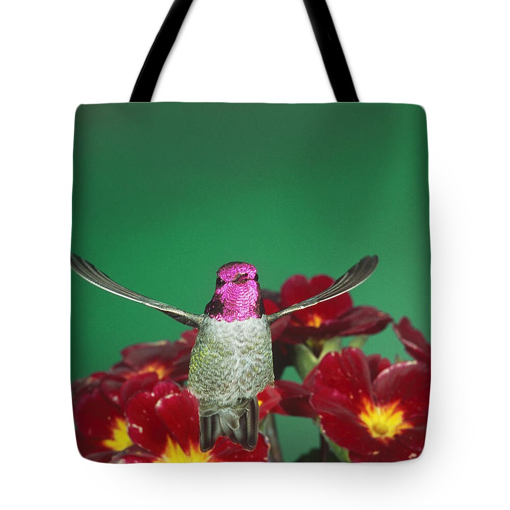 Animal Tote Bag featuring the photograph Annas Hummingbird Visiting Primrose by Gerald C. Kelley