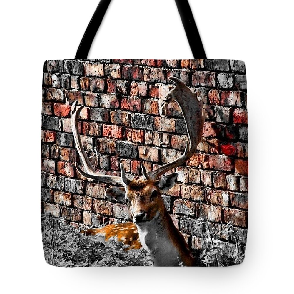  Tote Bag featuring the photograph Another Look At An Older Photograph by Abbie Shores