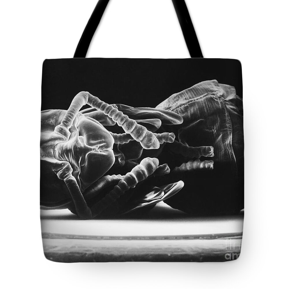 Ant Tote Bag featuring the photograph Ant Larva by David M. Phillips