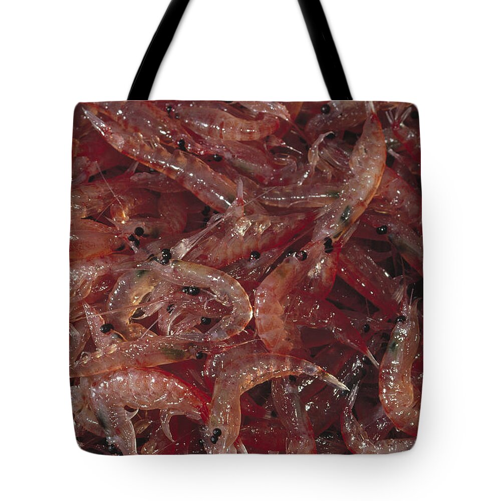 Feb0514 Tote Bag featuring the photograph Antarctic Krill Catch Antarctica by Flip Nicklin