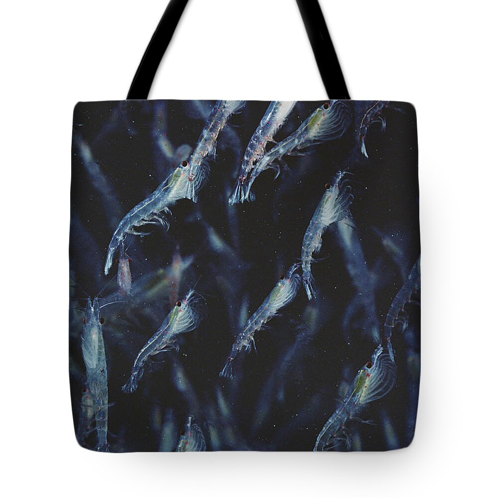 Feb0514 Tote Bag featuring the photograph Antarctic Krill Schooling Antarctica by Flip Nicklin