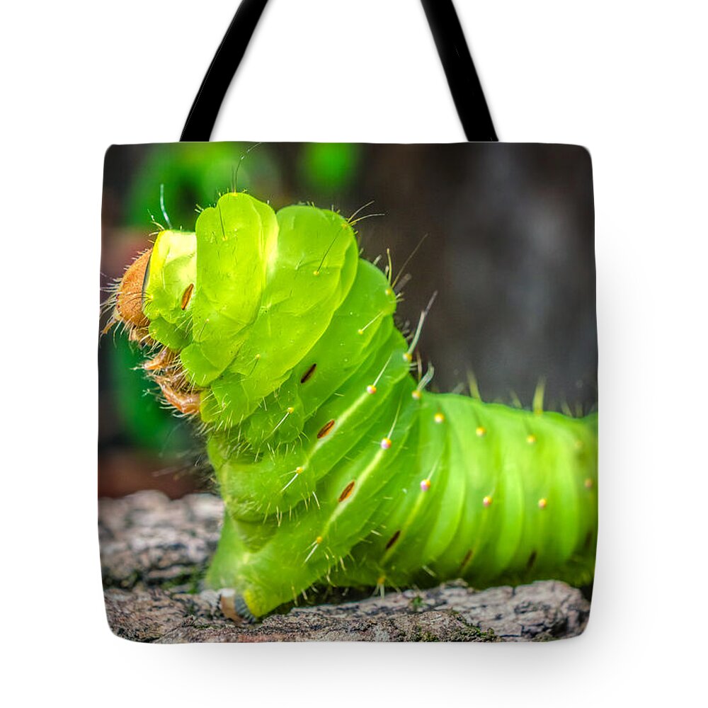 America Tote Bag featuring the photograph Antheraea polyphemus by Traveler's Pics
