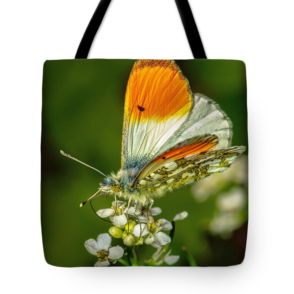 Orange Color Tote Bag featuring the photograph Anthocharis Cardamines by Elena Eliachevitch