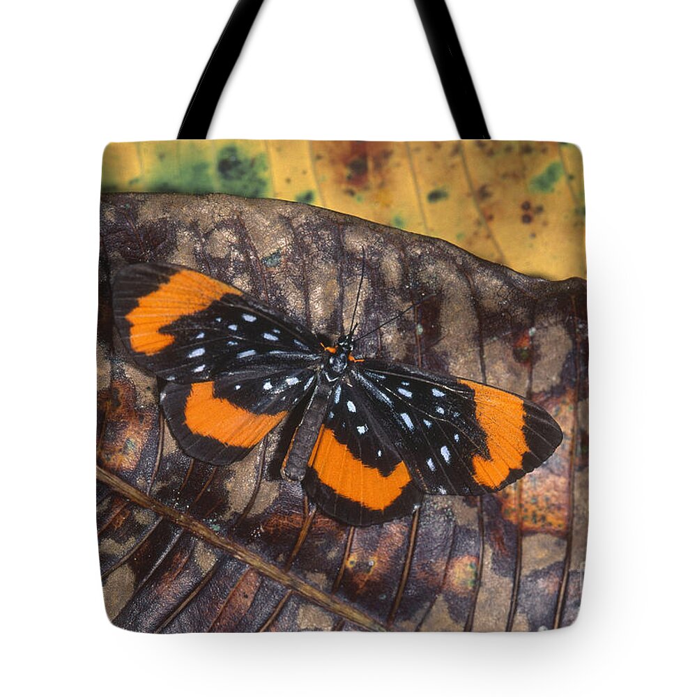 Antiochus Longwing Tote Bag featuring the photograph Antiochus Longwing by Art Wolfe