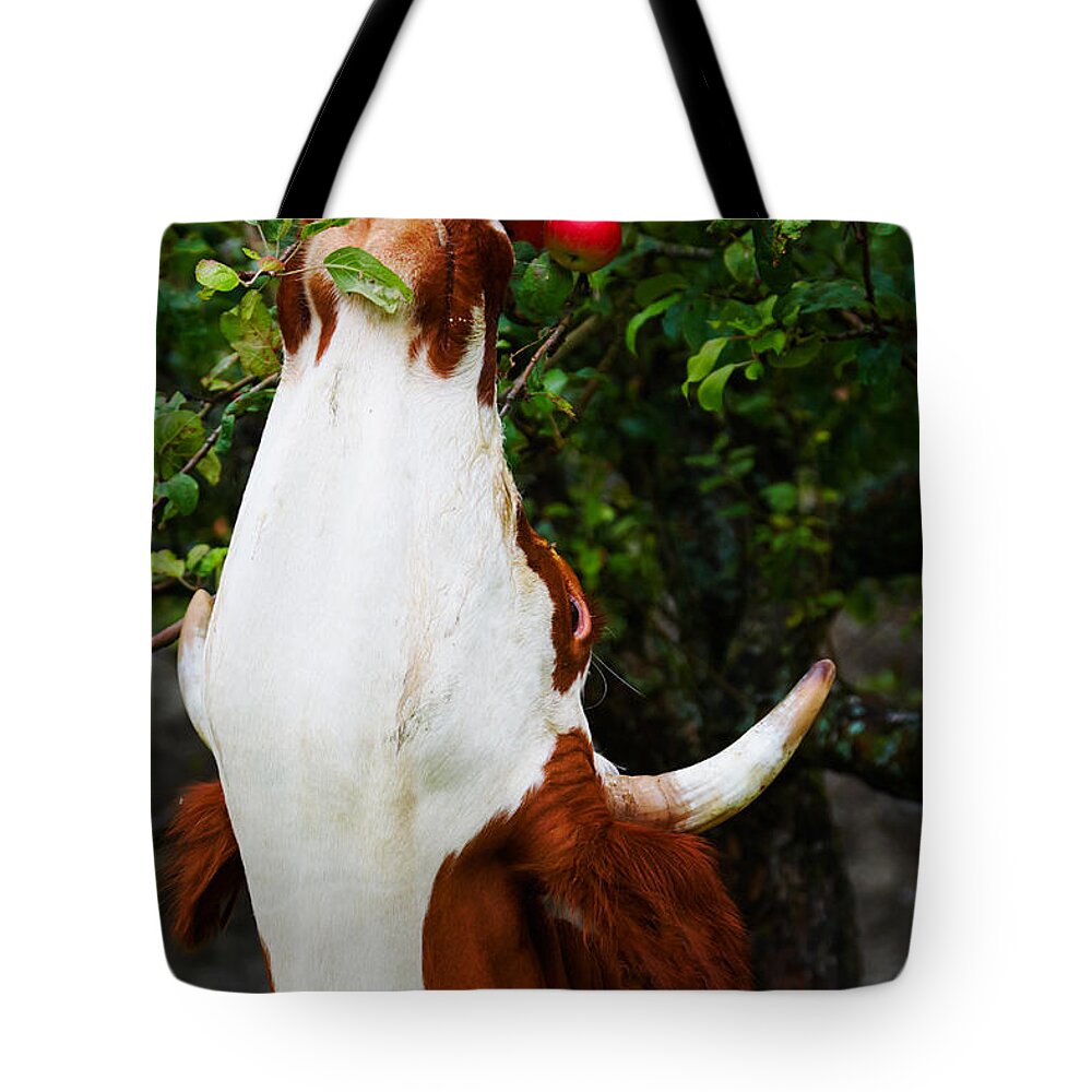 Animal Tote Bag featuring the photograph Apples picking cow by Nick Biemans